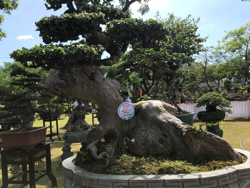 Cận cảnh những cây bonsai dáng đẹp giá đến vài tỷ ở Bình Định
