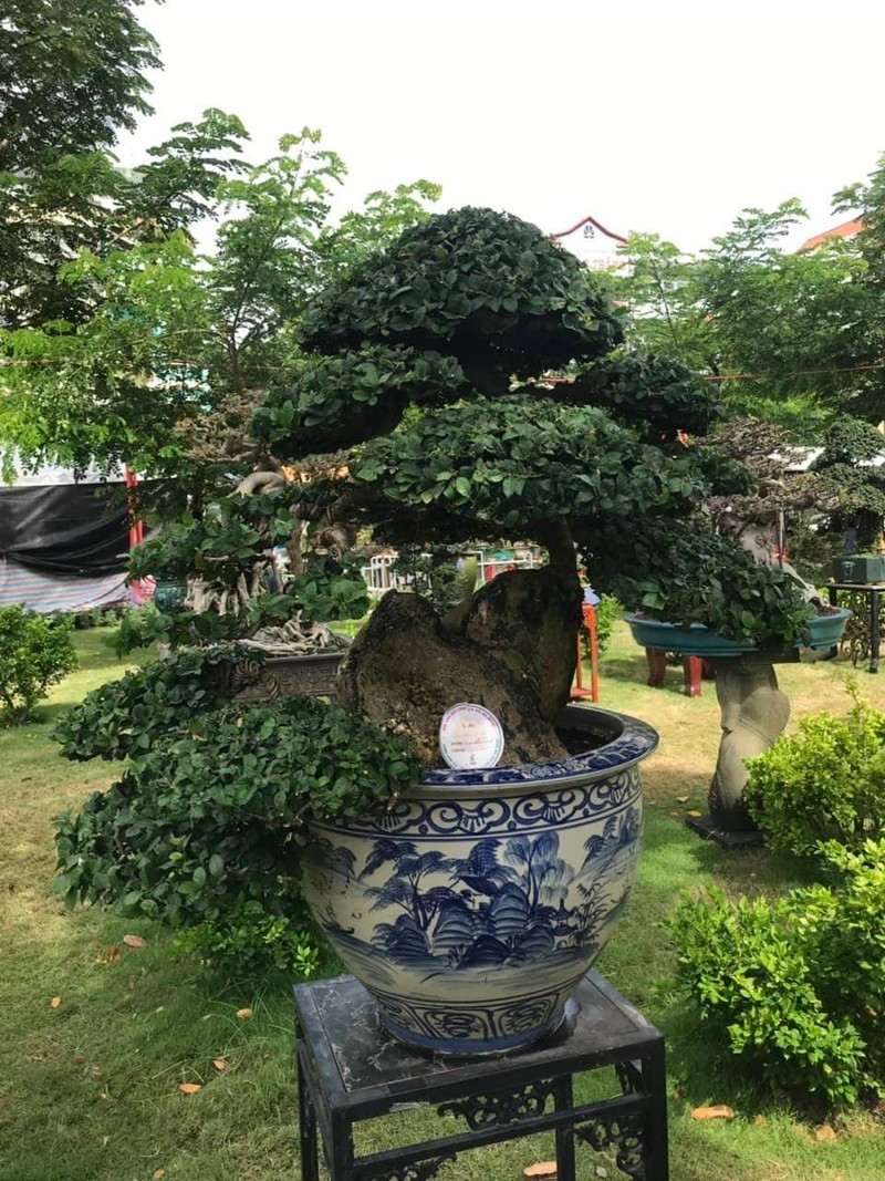 Can canh nhung cay bonsai dang dep gia den vai ty o Binh Dinh-Hinh-6