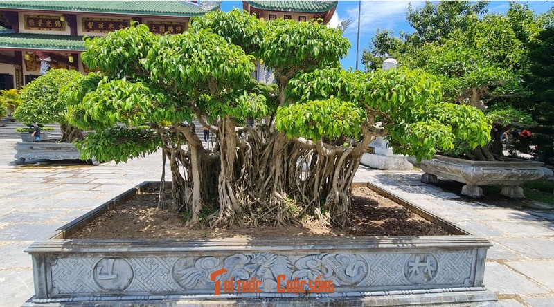 Can canh nhung cay bonsai 'vo gia' o ngoi chua linh thieng nhat Da thanh-Hinh-10