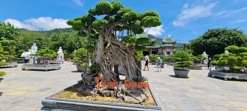 Can canh nhung cay bonsai 'vo gia' o ngoi chua linh thieng nhat Da thanh-Hinh-18