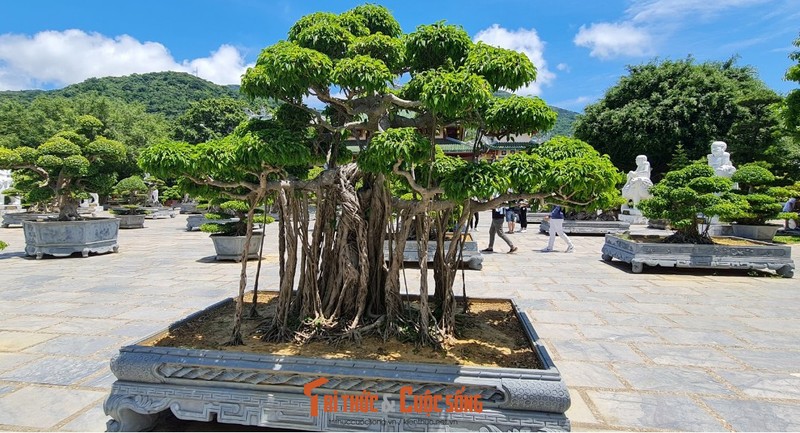 Can canh nhung cay bonsai 'vo gia' o ngoi chua linh thieng nhat Da thanh-Hinh-20