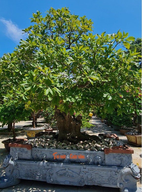 Can canh nhung cay bonsai 'vo gia' o ngoi chua linh thieng nhat Da thanh-Hinh-27