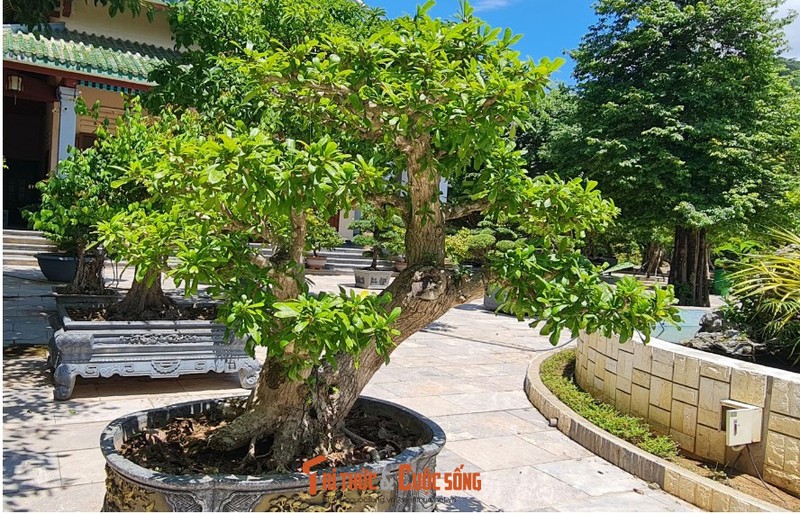 Can canh nhung cay bonsai 'vo gia' o ngoi chua linh thieng nhat Da thanh-Hinh-30