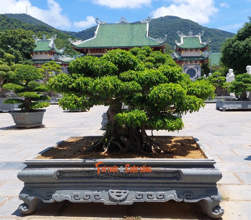 Can canh nhung cay bonsai 'vo gia' o ngoi chua linh thieng nhat Da thanh-Hinh-32