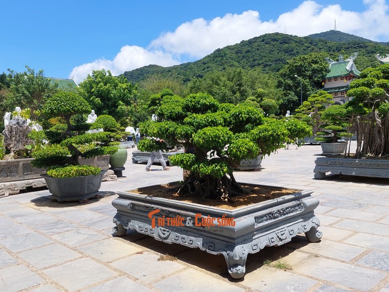 Can canh nhung cay bonsai 'vo gia' o ngoi chua linh thieng nhat Da thanh-Hinh-34