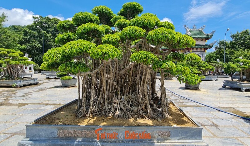 Can canh nhung cay bonsai 'vo gia' o ngoi chua linh thieng nhat Da thanh-Hinh-4