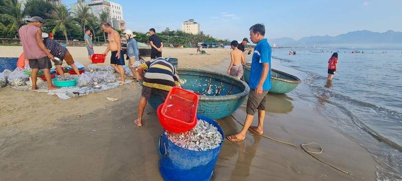 Ngư dân Đà Nẵng kiếm tiền triệu nhờ trúng đậm cá cơm, cá trích - Hình 2 Ngu dan Da Nang kiem tien trieu nho trung dam ca com, ca trich-Hinh-2