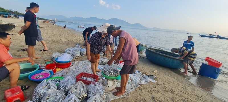 Ngư dân Đà Nẵng kiếm tiền triệu nhờ trúng đậm cá cơm, cá trích - Hình 3 Ngu dan Da Nang kiem tien trieu nho trung dam ca com, ca trich-Hinh-3