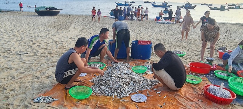 Ngư dân Đà Nẵng kiếm tiền triệu nhờ trúng đậm cá cơm, cá trích Ngu dan Da Nang kiem tien trieu nho trung dam ca com, ca trich