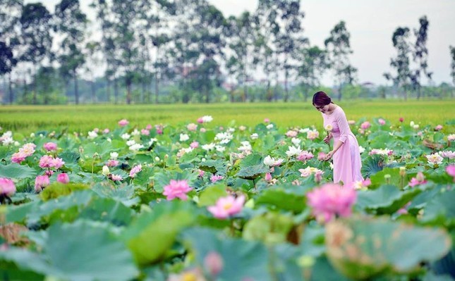 Nhung dam sen dep quanh Ha Noi nhat dinh phai check-in-Hinh-3