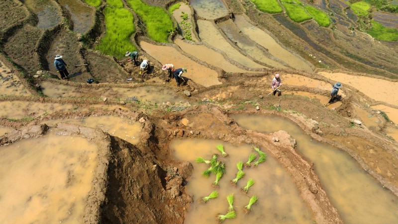 Ruong bac thang Tu Mo Rong dep lung linh mua nuoc do-Hinh-8