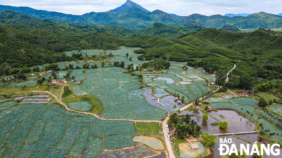 Co gi hap dan o canh dong sen lon nhat Quang Nam?