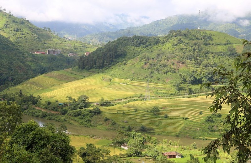 Ngam “mua vang” tren nhung thua ruong bac thang o Bat Xat-Hinh-2