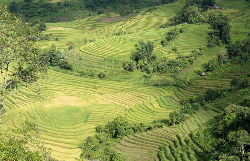 Ngam “mua vang” tren nhung thua ruong bac thang o Bat Xat-Hinh-3