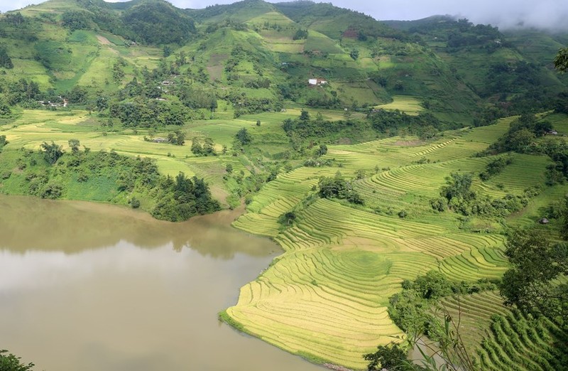 Ngam “mua vang” tren nhung thua ruong bac thang o Bat Xat-Hinh-4