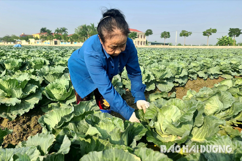 Trong rau vu dong som, nong dan Hai Duong lai 4,5-5 trieu dong/sao-Hinh-2