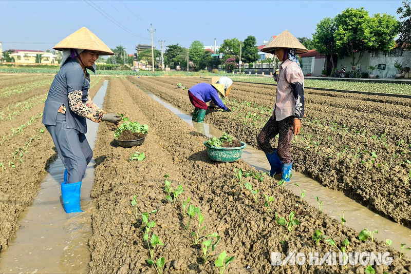 Trong rau vu dong som, nong dan Hai Duong lai 4,5-5 trieu dong/sao-Hinh-3