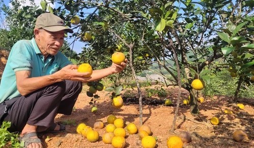 Nang han roi mua keo dai khien nhieu vuon cam o Ha Tinh rung qua