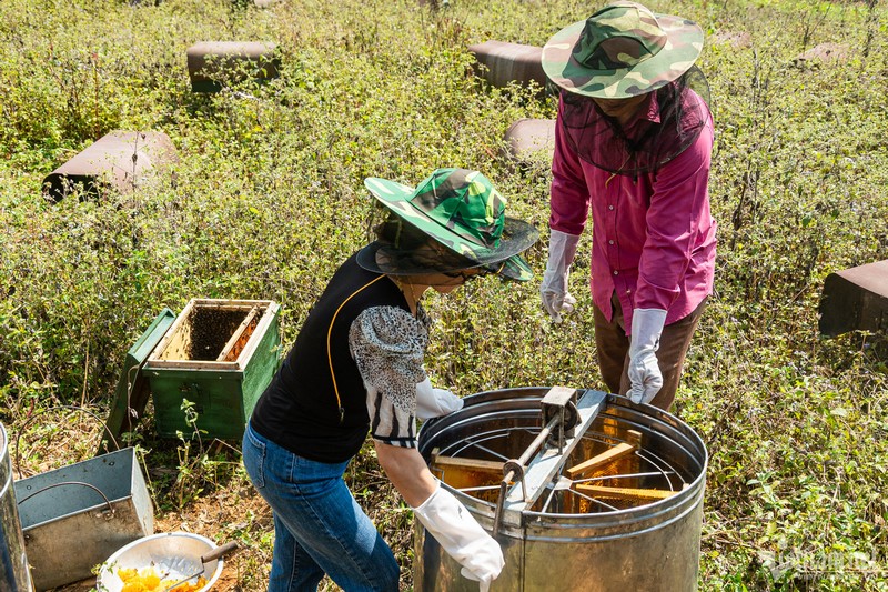 Len Ha Giang mua thu hoach mat ong hoa bac ha-Hinh-10