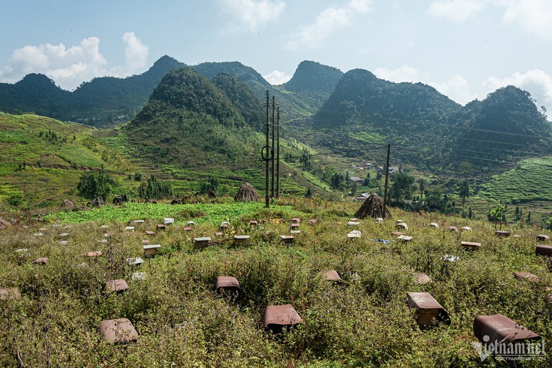 Len Ha Giang mua thu hoach mat ong hoa bac ha-Hinh-2