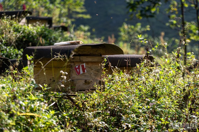 Len Ha Giang mua thu hoach mat ong hoa bac ha-Hinh-3