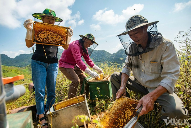 Len Ha Giang mua thu hoach mat ong hoa bac ha-Hinh-7