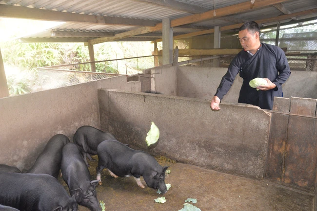 Mot nong dan o Ha Giang het ngheo nho mo hinh kinh te tong hop-Hinh-3