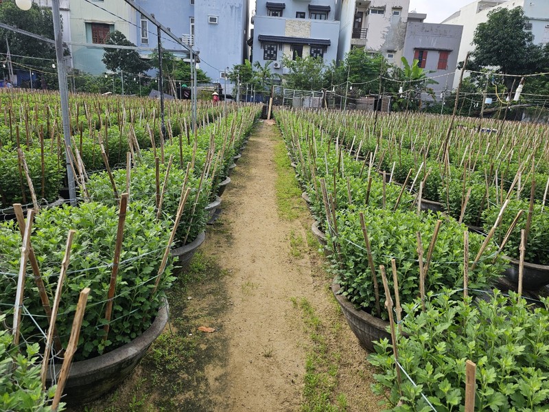 Cac lang hoa o Da Nang ron rang vao vu Tet-Hinh-2