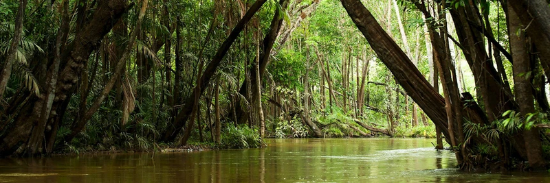 Dai 6.400km, vi sao khong co cay cau nao bac qua song Amazon?-Hinh-4