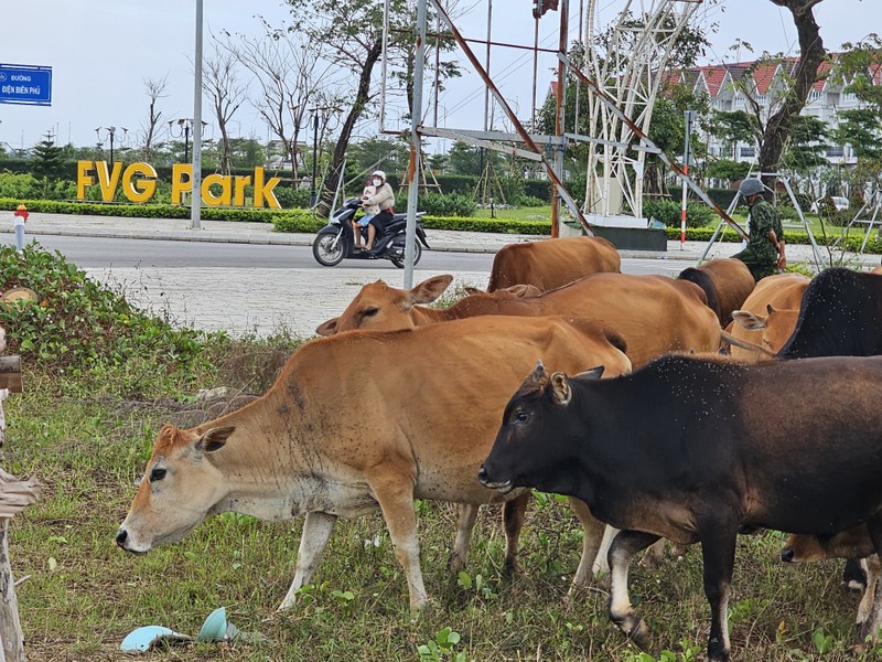 Quang Nam: Khu do thi sinh thai “5 sao” thanh noi chan tha gia suc-Hinh-3