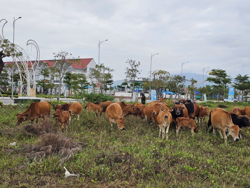 Quang Nam: Khu do thi sinh thai “5 sao” thanh noi chan tha gia suc-Hinh-4