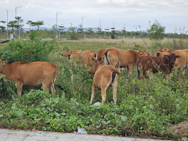 Quang Nam: Khu do thi sinh thai “5 sao” thanh noi chan tha gia suc-Hinh-9