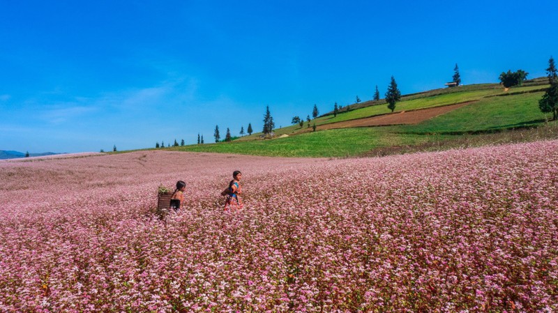 Den Ha Giang, ngam cao nguyen da no hoa mua tam giac mach-Hinh-5