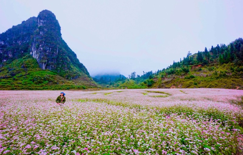 Den Ha Giang, ngam cao nguyen da no hoa mua tam giac mach-Hinh-6