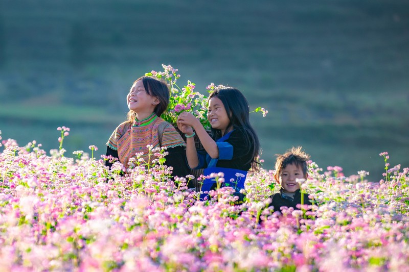 Den Ha Giang, ngam cao nguyen da no hoa mua tam giac mach