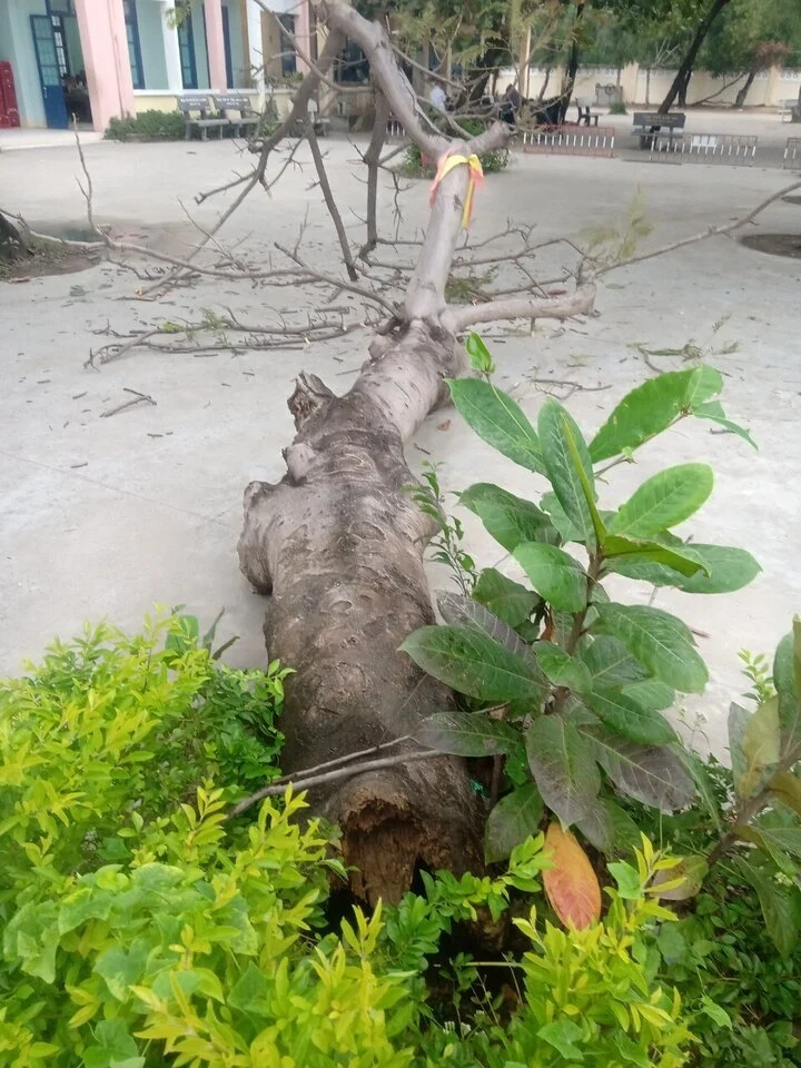 Phu Yen: Cay phuong bat goc de trung nhieu hoc sinh dang tap the duc