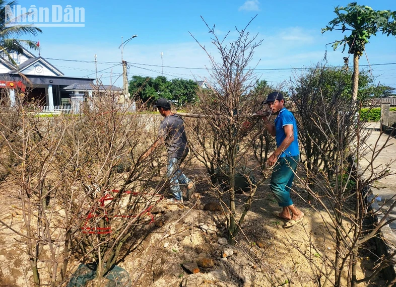 Thu phu mai vang Ha Tinh tat bat chuan bi hang don Tet-Hinh-2