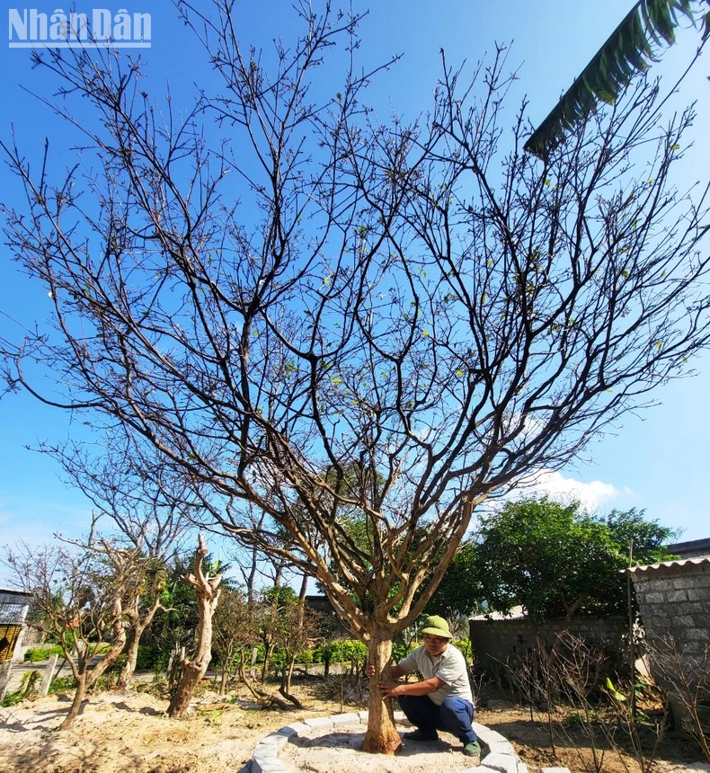 Thu phu mai vang Ha Tinh tat bat chuan bi hang don Tet-Hinh-3