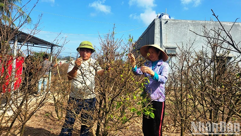 Thu phu mai vang Ha Tinh tat bat chuan bi hang don Tet