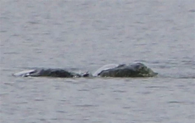 Quai vat ho Loch Ness va cuoc san lung lon nhat 50 nam qua-Hinh-3