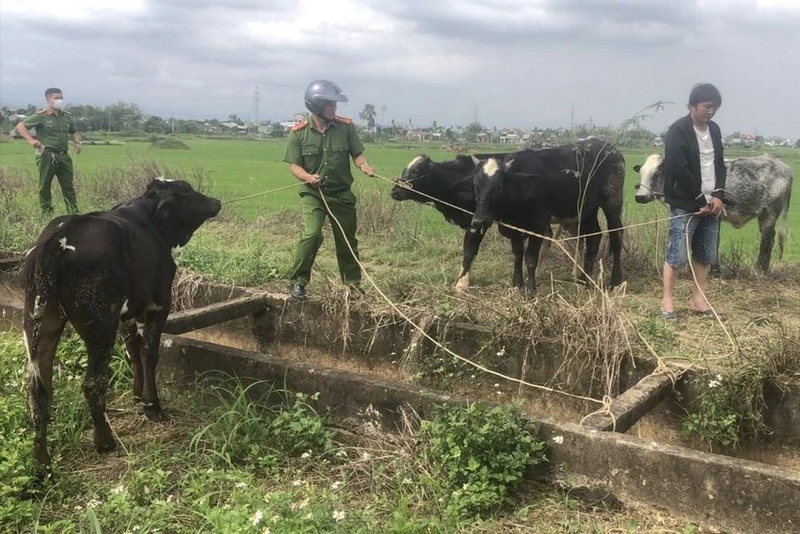 Thue xe tai tu Da Nang vao Quang Nam trom 7 con bo-Hinh-2