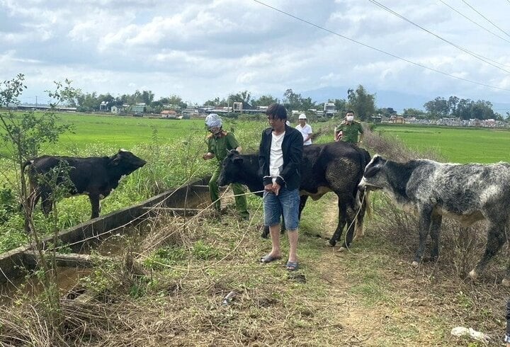 Thue xe tai tu Da Nang vao Quang Nam trom 7 con bo