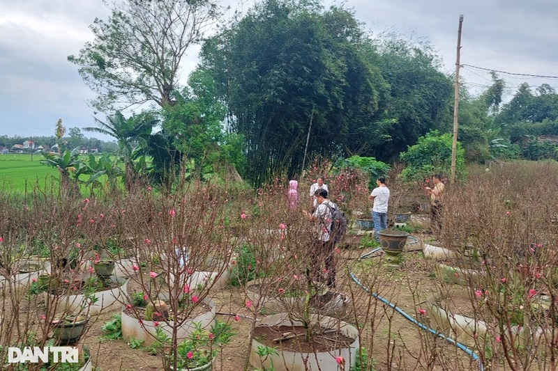 Vuon dao bich xu Bac khoe sac ruc ro tren dat vo Binh Dinh-Hinh-3