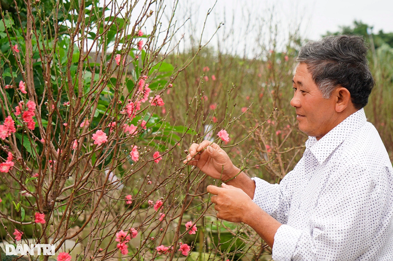 Vuon dao bich xu Bac khoe sac ruc ro tren dat vo Binh Dinh