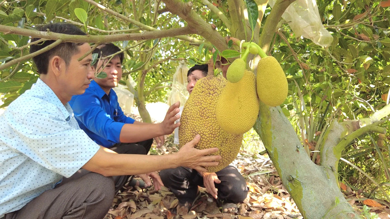 Trong mit ruot do, nong dan Long An ban 100.000 dong/kg