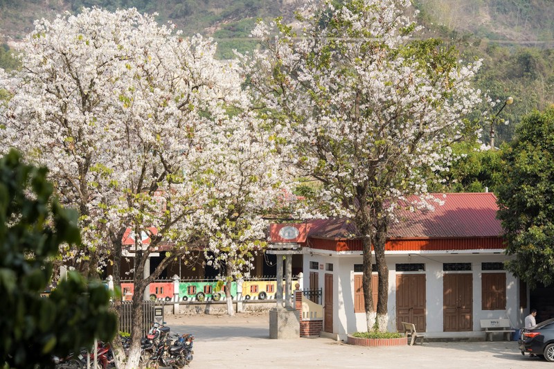 Trai nghiem mua hoa tuyet dep o “thu phu” cua hoa son tra-Hinh-8