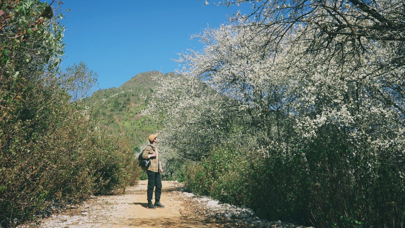 Trai nghiem mua hoa tuyet dep o “thu phu” cua hoa son tra