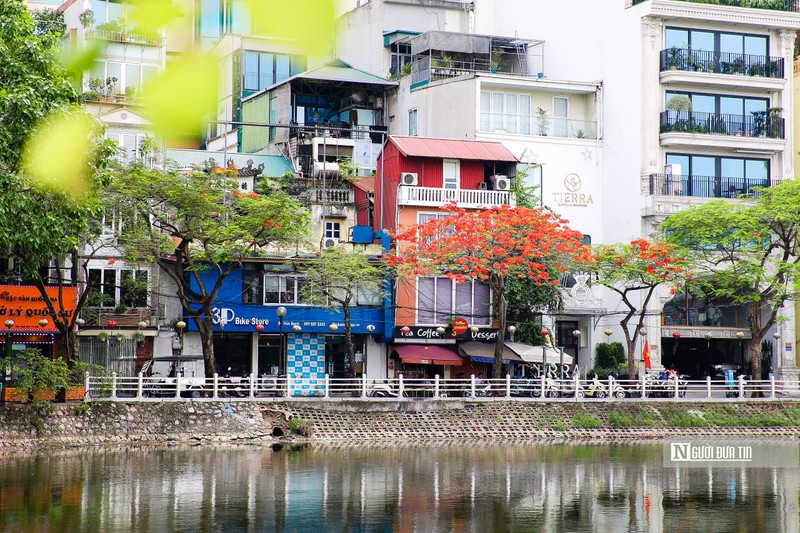 Hoa phuong khoe sac do ruc tren nhieu tuyen pho Ha Noi-Hinh-10