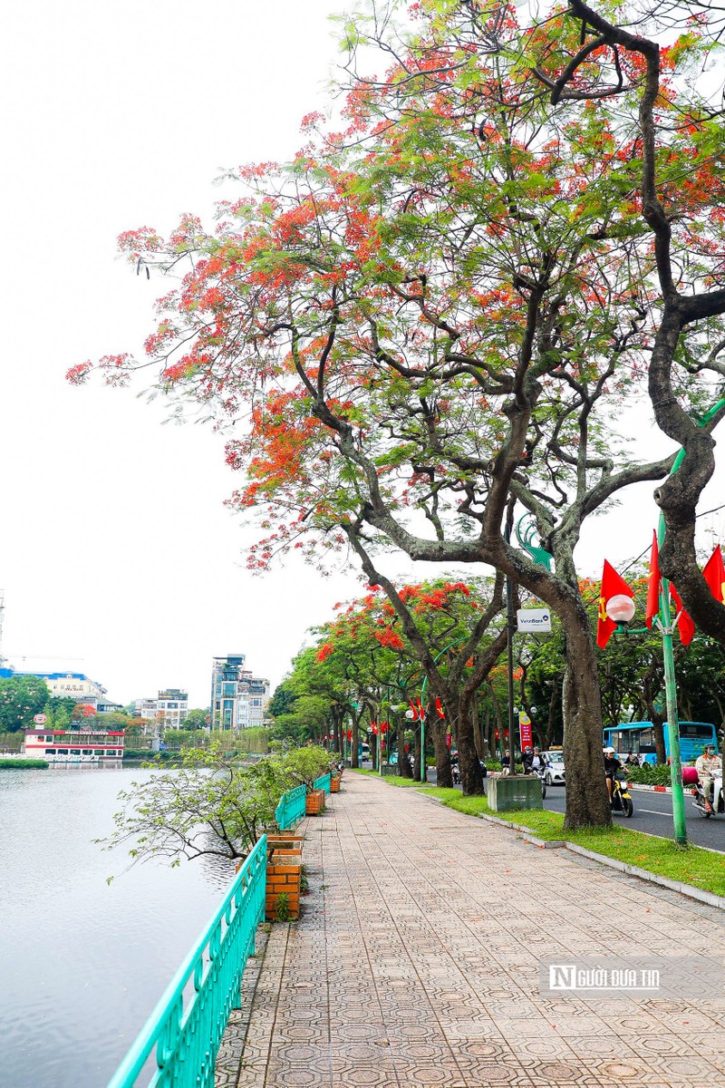 Hoa phuong khoe sac do ruc tren nhieu tuyen pho Ha Noi-Hinh-11