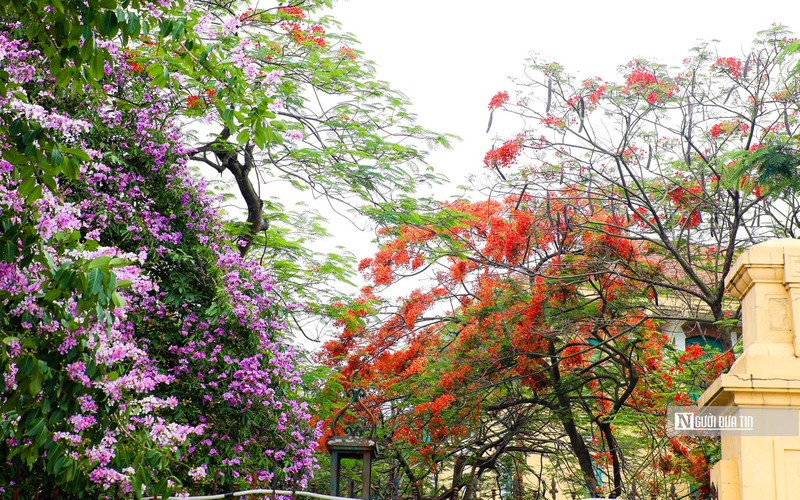 Hoa phuong khoe sac do ruc tren nhieu tuyen pho Ha Noi-Hinh-12